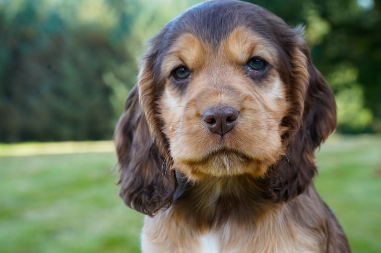 Show Cocker Spaniel Puppies
