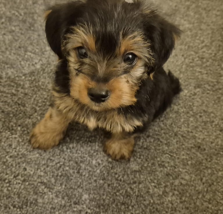  Full Breed Yorkshire Terrier Boy – 8 Weeks Old 