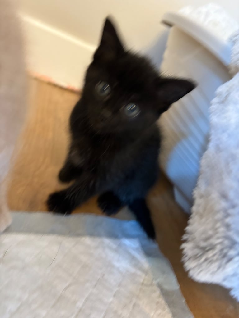 *1 girl kitten left*