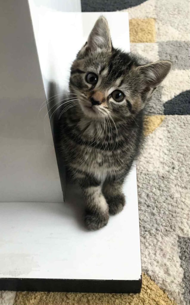 image for Cute tabby & black kittens 