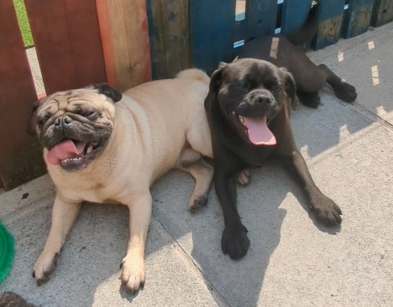 Pug cross puppies
