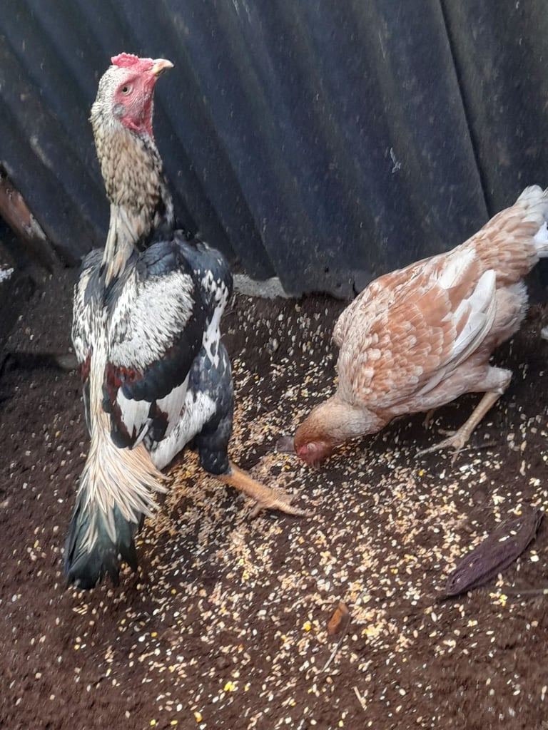 image for Shamos for sale 