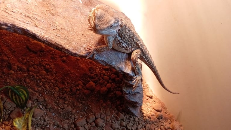 Young bearded dragons. 