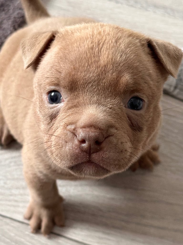 Ready in 3weeks!!!!! Pocket bully puppies ❤️