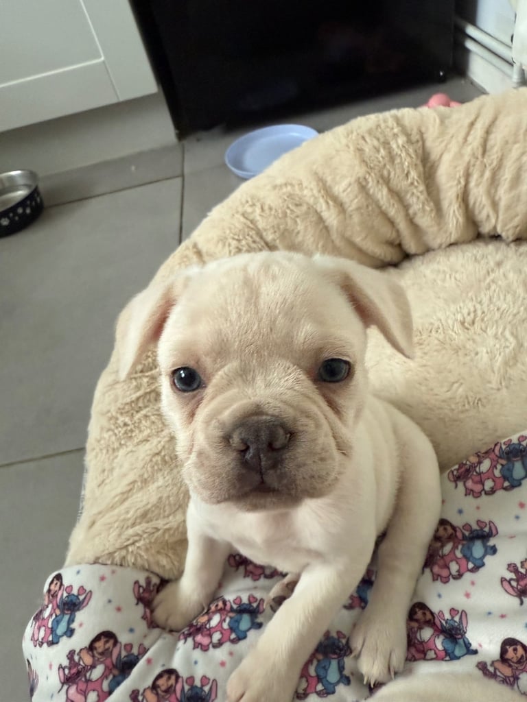 Female cream french bulldog puppie