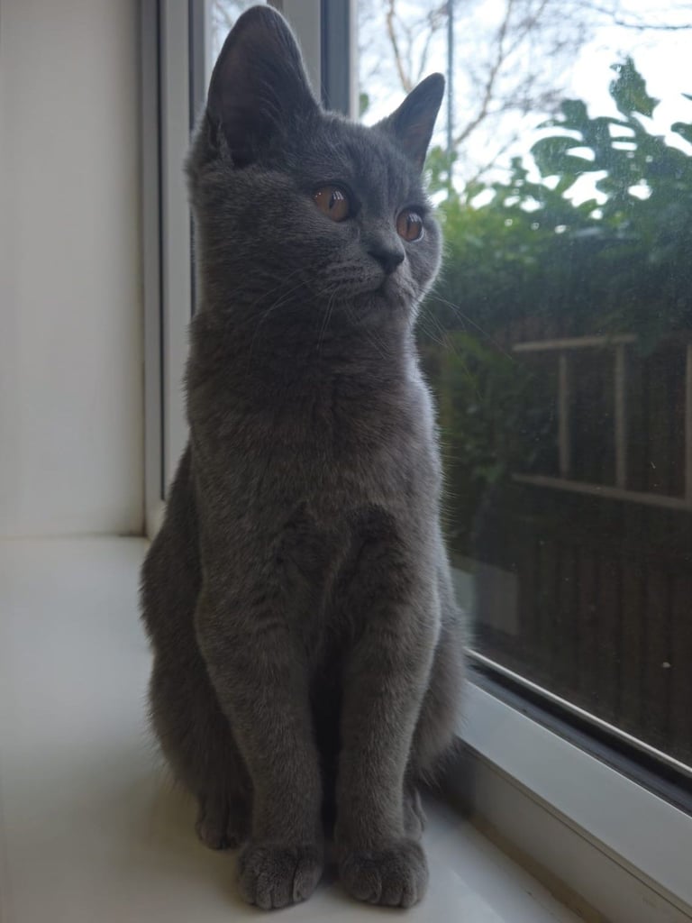British Shorthair 