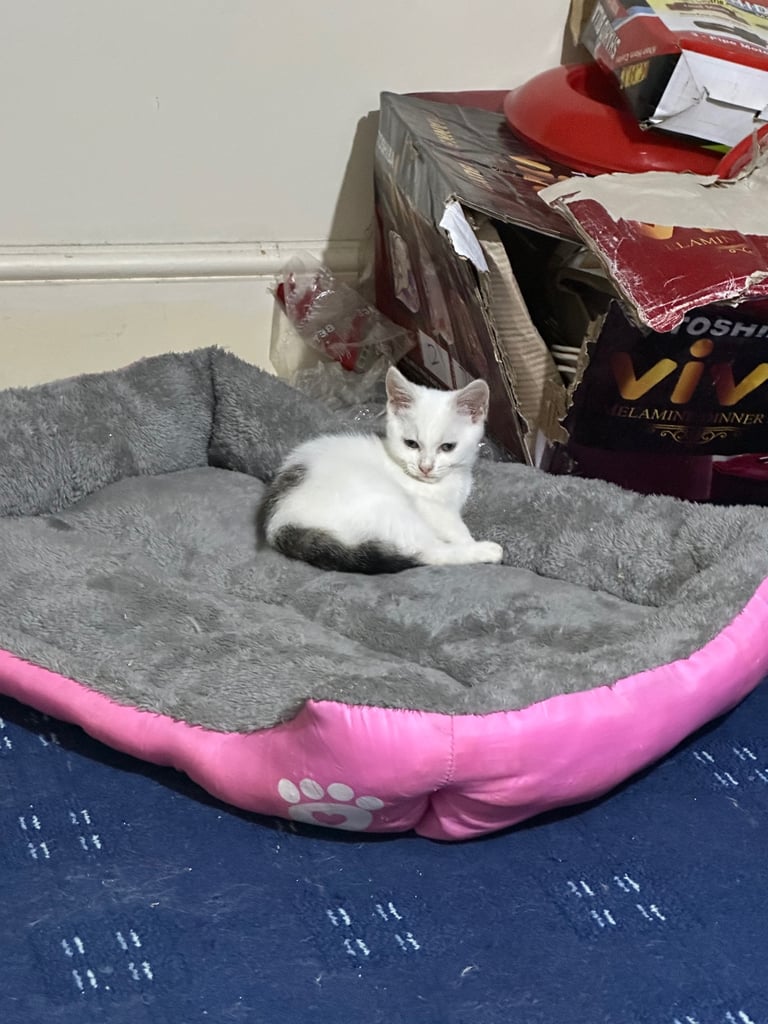White male kitten with green eyes 2 month old 
