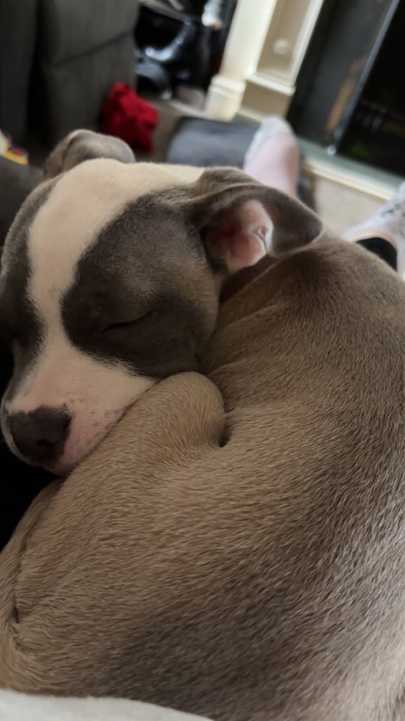 image for Staffie x frenchie for sale