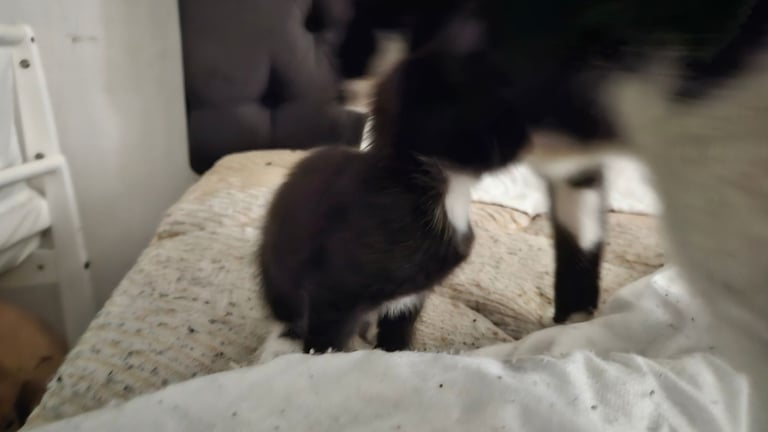 Kittens for sale 150