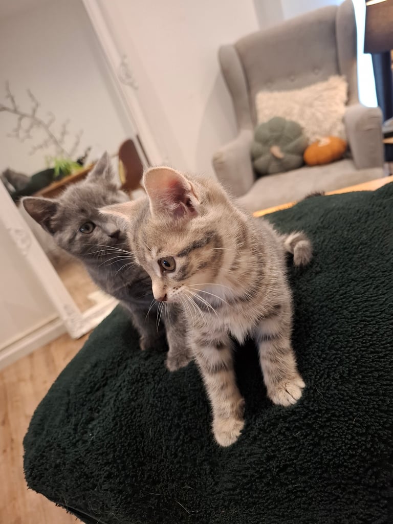 Grey kitten ready now 