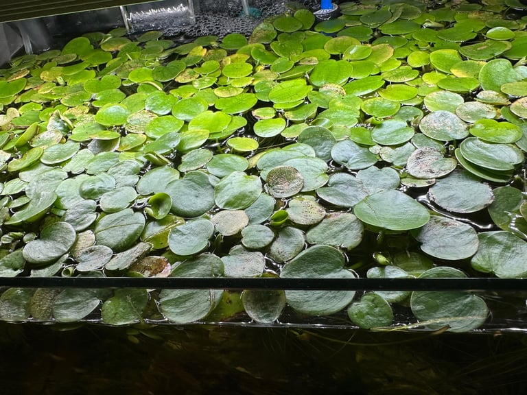 Floating aquatic plants 
