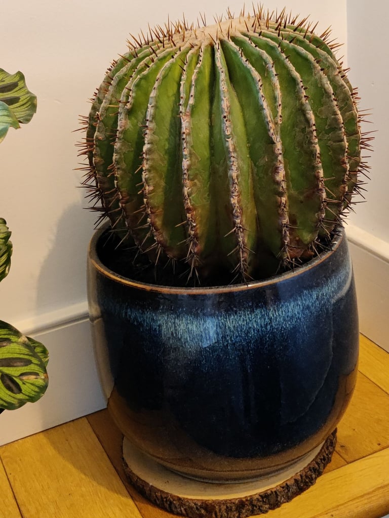 Barrel cactus for sale