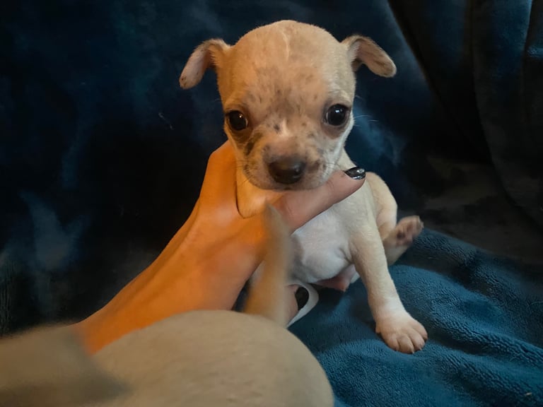 Pedigree Chihuahua puppies 