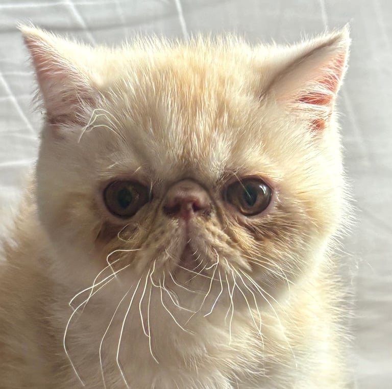 image for Exotic kittens