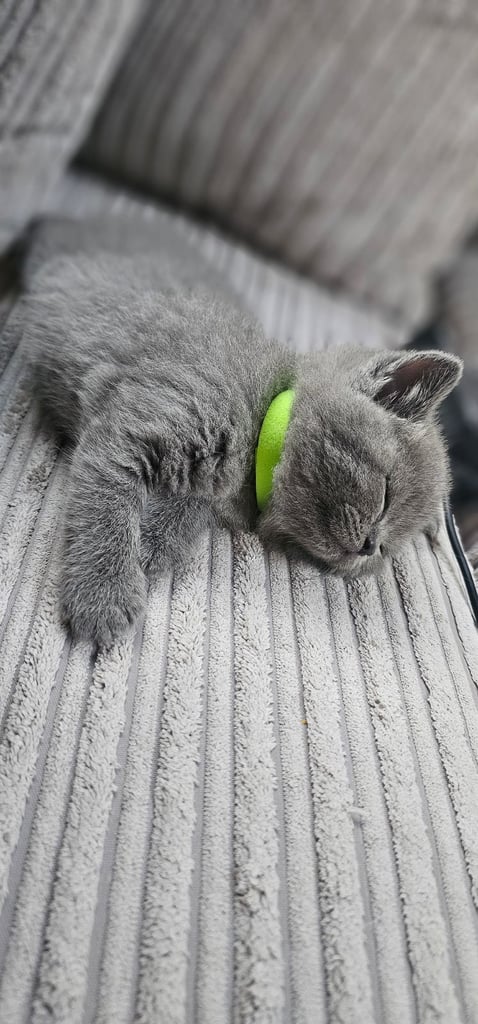 🐱 Gorgeous Persian × British Shorthair Kittens – Ready Soon 🐱
