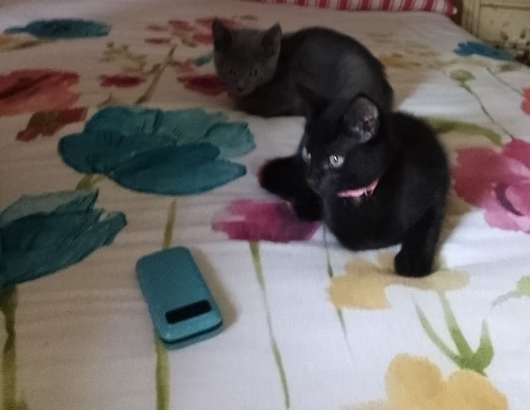 Two kitten siblings 