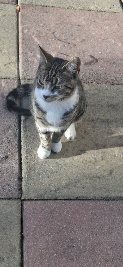 Young male cat to a good home