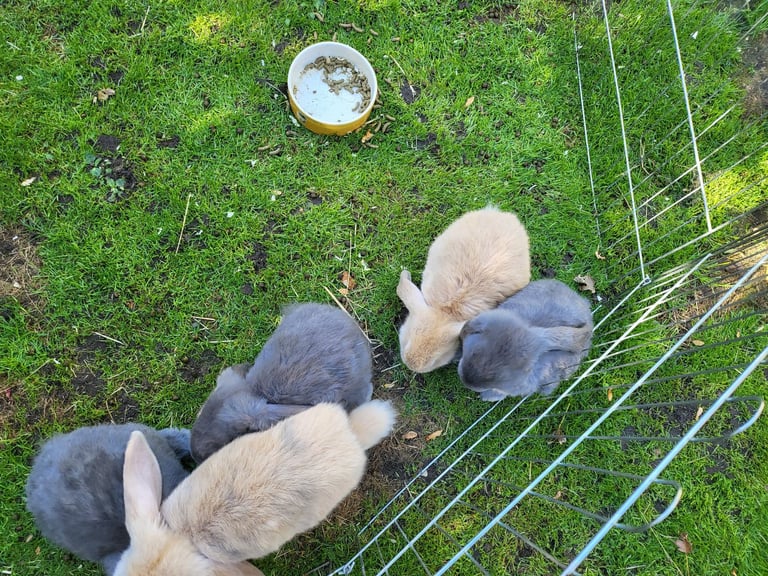 Giant Lop Eared Rabbits 