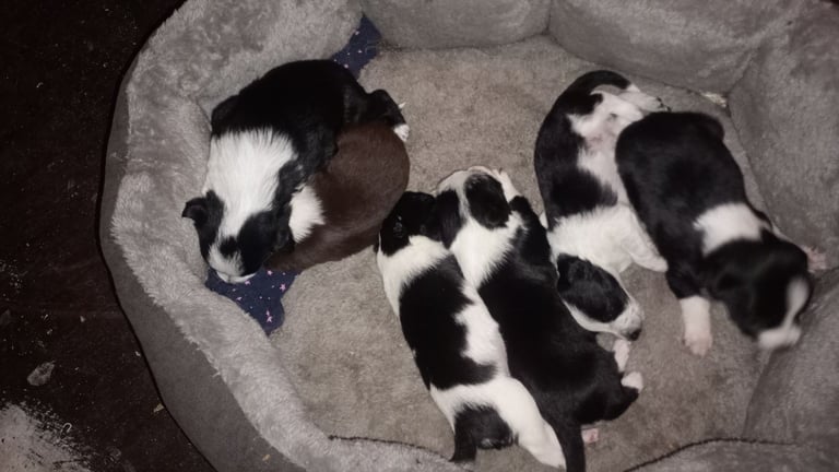 Collie puppies for sale 