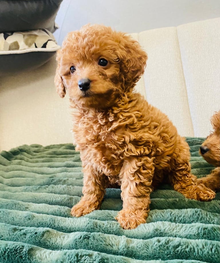 image for Cavapoo pups 