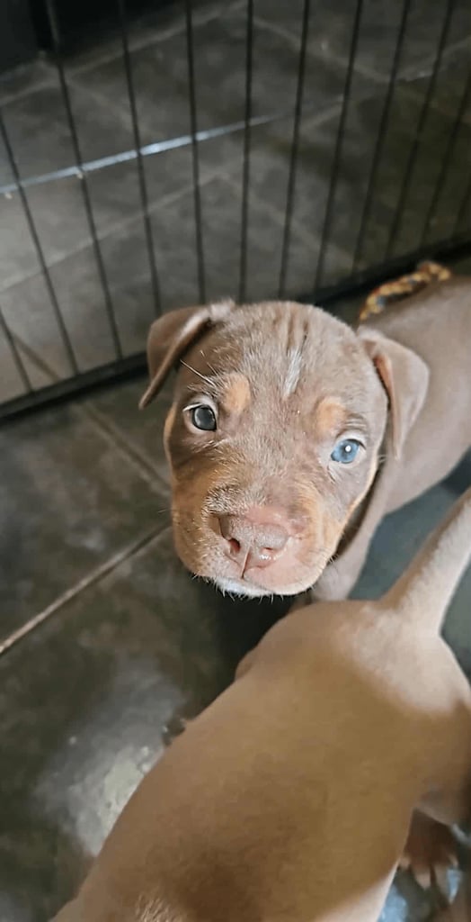 Staffordshire mix pup 