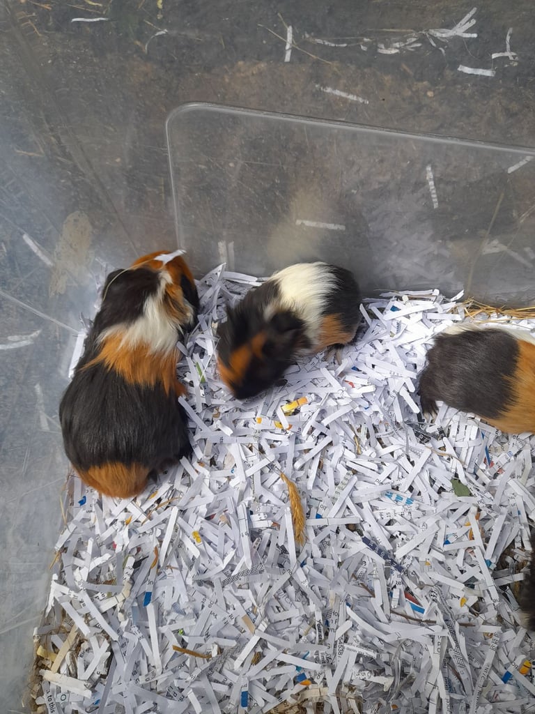 image for Baby guinea pigs for sale 