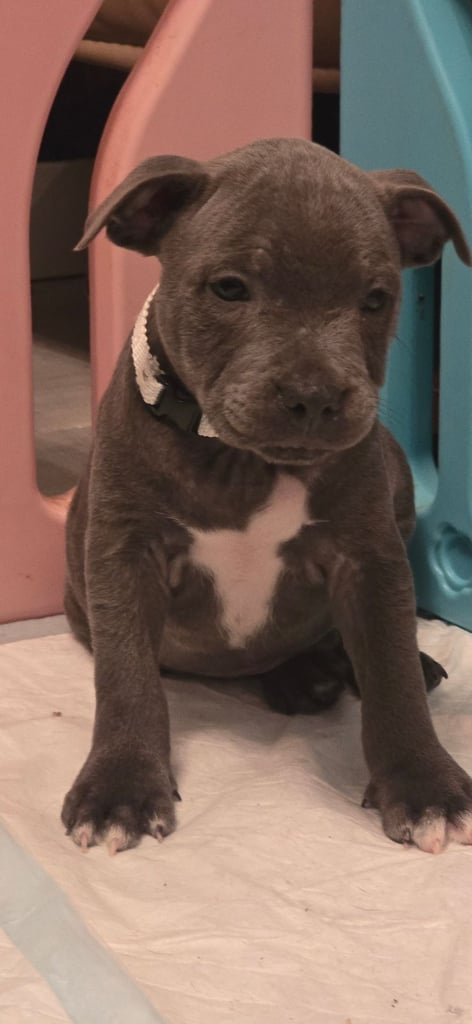 Beautiful Blue staffy puppies, KC registered ready to leave