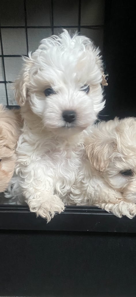 Maltipoo puppys 3girls 1boy 