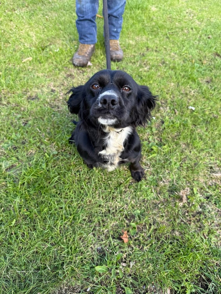 Cocker Spainel Puppies 
