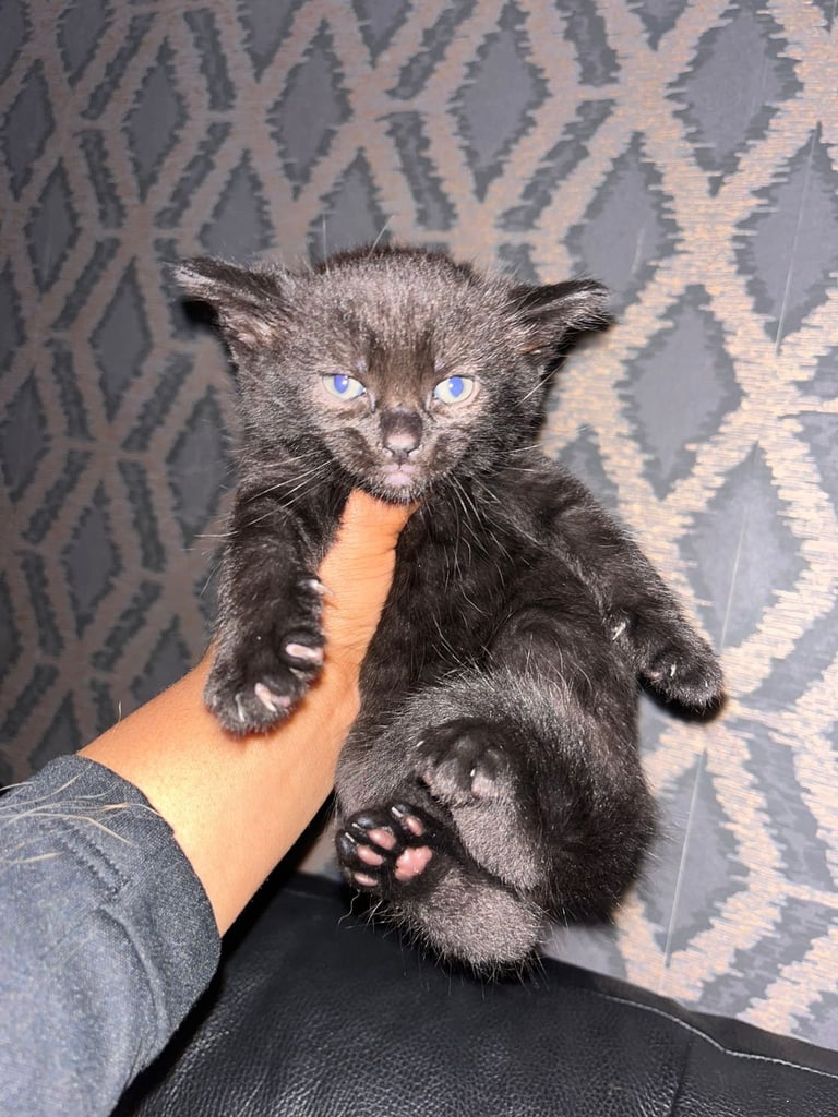 Male kitten