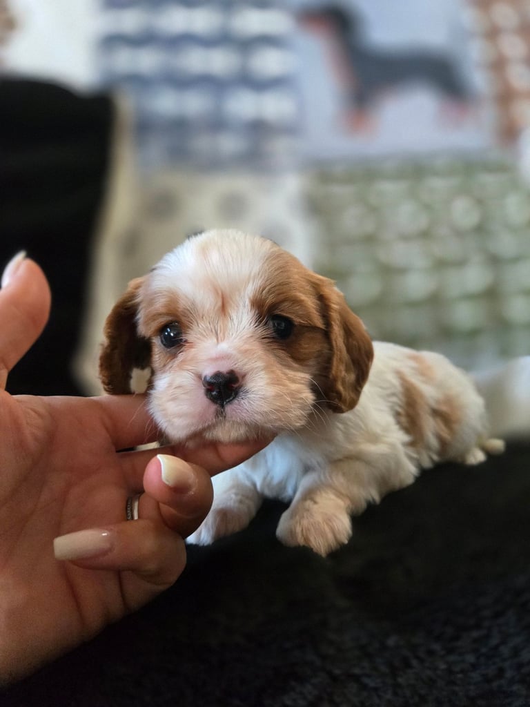KC Cavalier King Charles Spaniel puppy 
