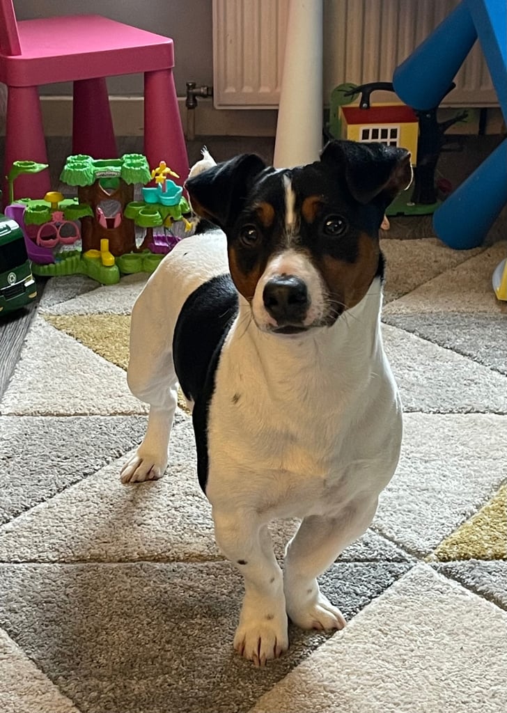 Jack Russell PLEASE READ 