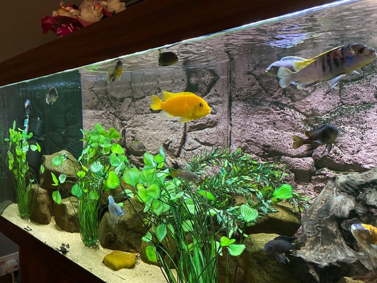 Juwel 450 Fish Tank