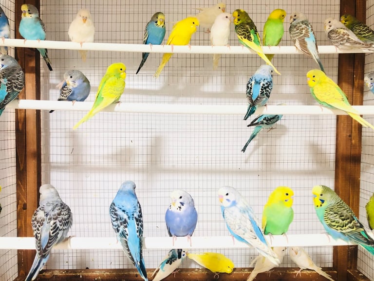 Beautiful colour’s Baby Budgies and other birds 