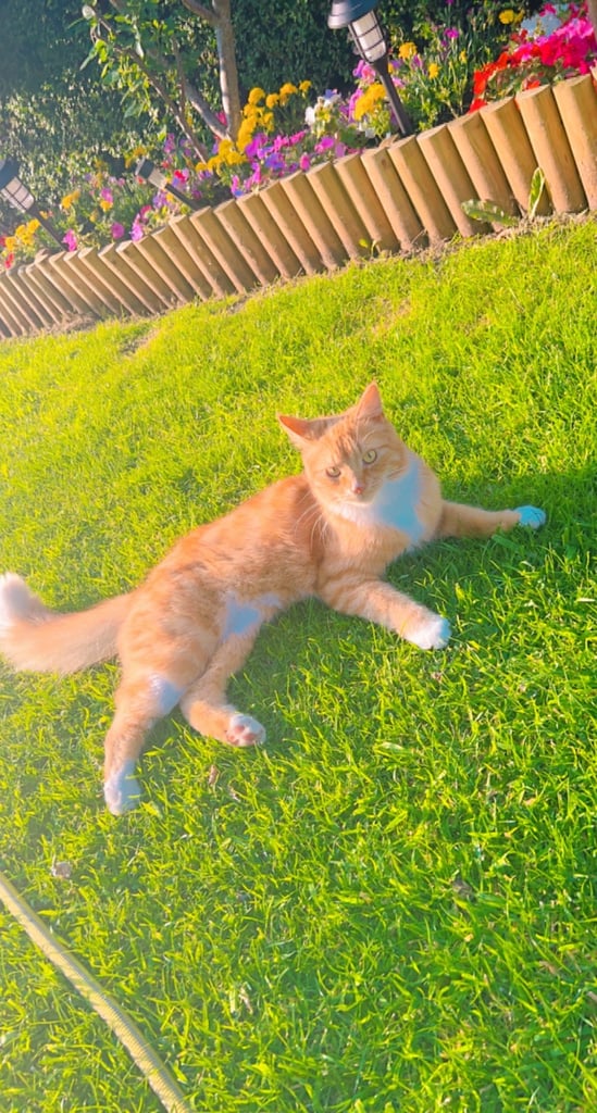 Cats looking for their forever homes