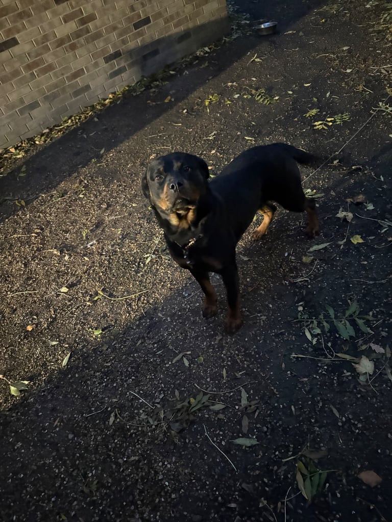 image for Rottweiler girl 2 year old