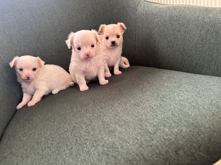 Chihuahua long hair puppies 