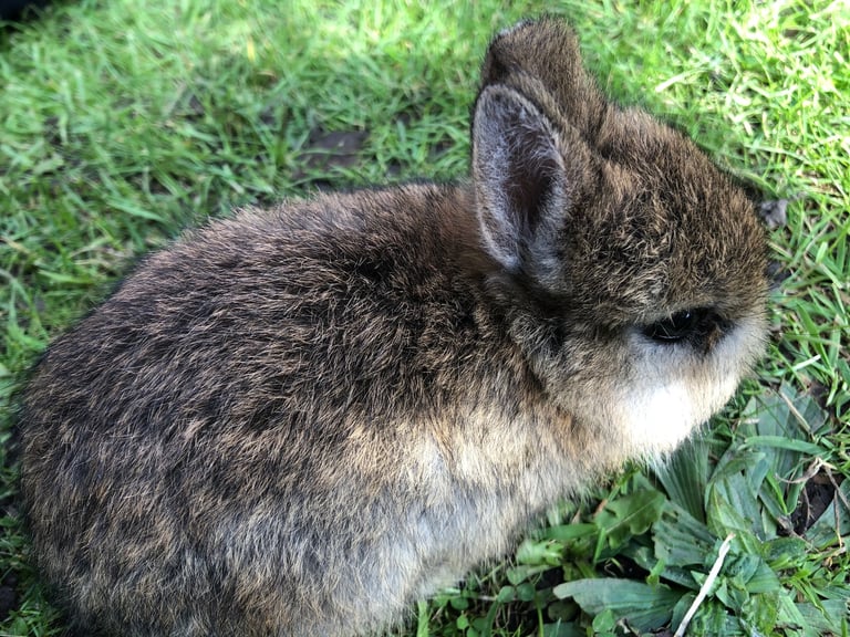 1 netherland dwarf rabbits