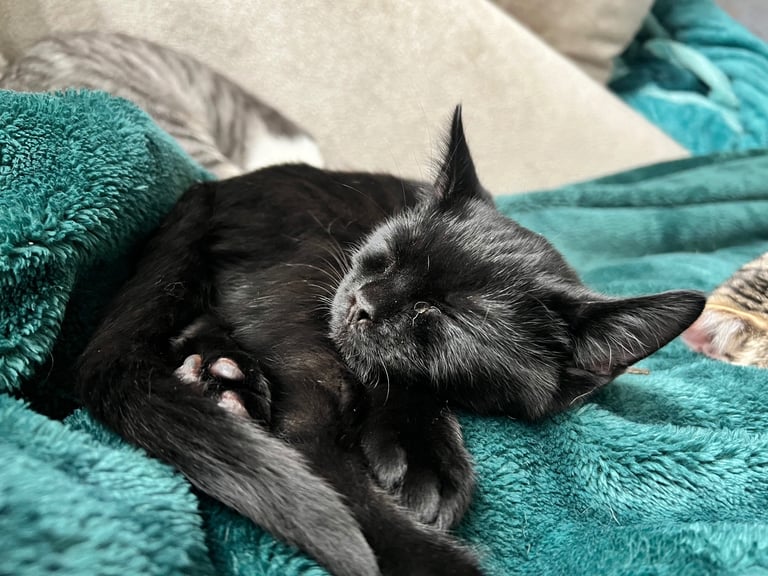British shorthair mix