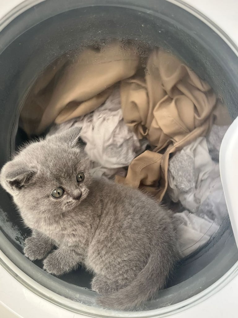 British short hair kitten