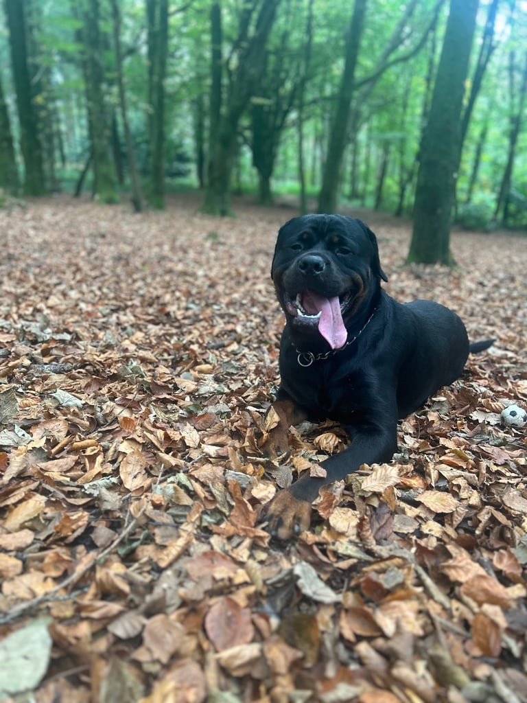 Rusty the Rottweiler 