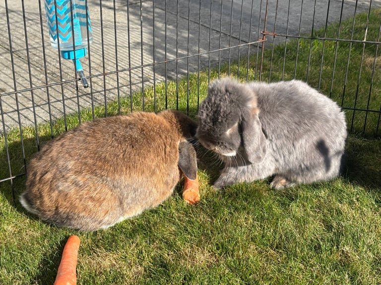 Mini Lop Rabbits