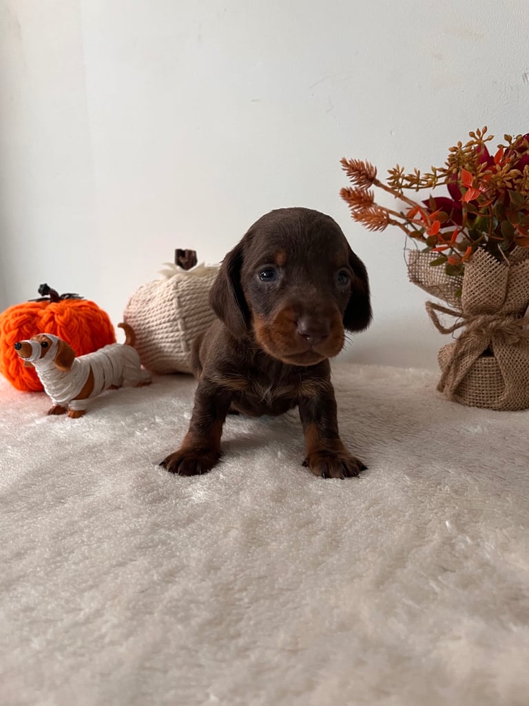 Beautiful Dachshund Male Puppies 🤎🍫 