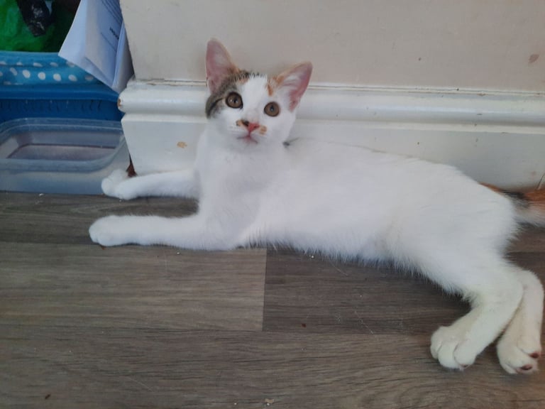 beautiful female kittens, white / tabby, looking for a new home
