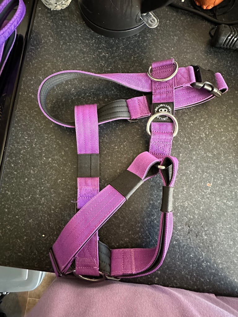 Bullybillows dog lead and harness 