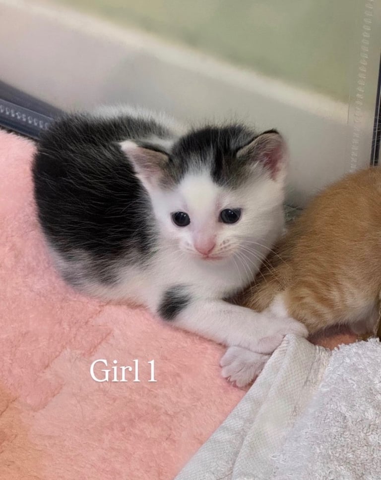 Cute kittens!