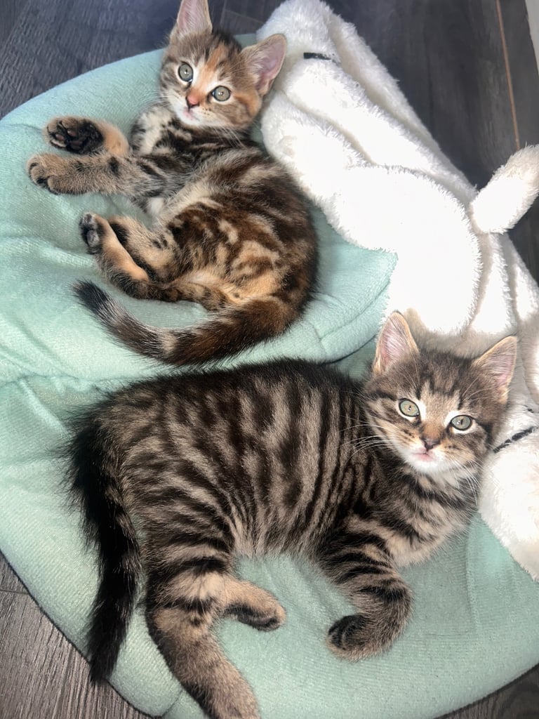 🐾 Adorable Kittens Looking for Their Forever Homes – 2 Girls & 3 Boys🐾