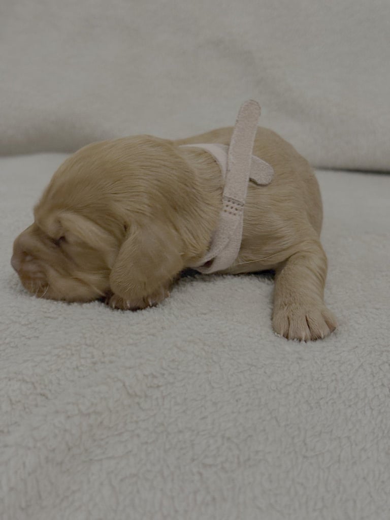 Cocker spaniel puppies for sale
