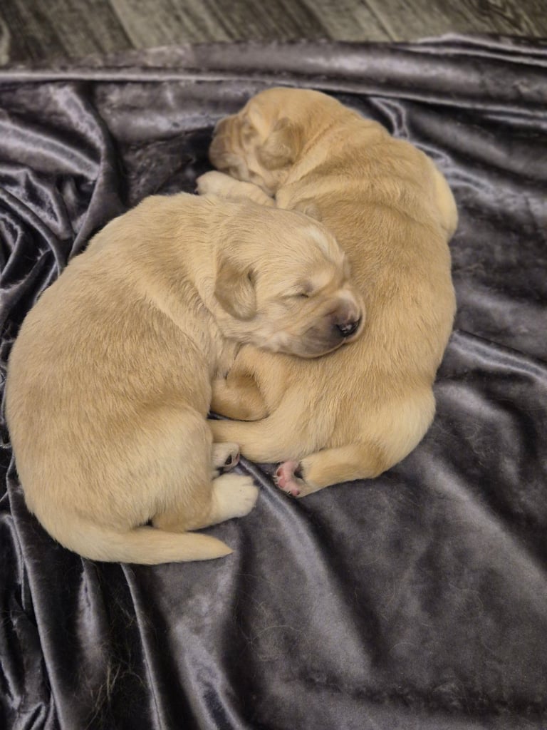 Golden retriever puppies 