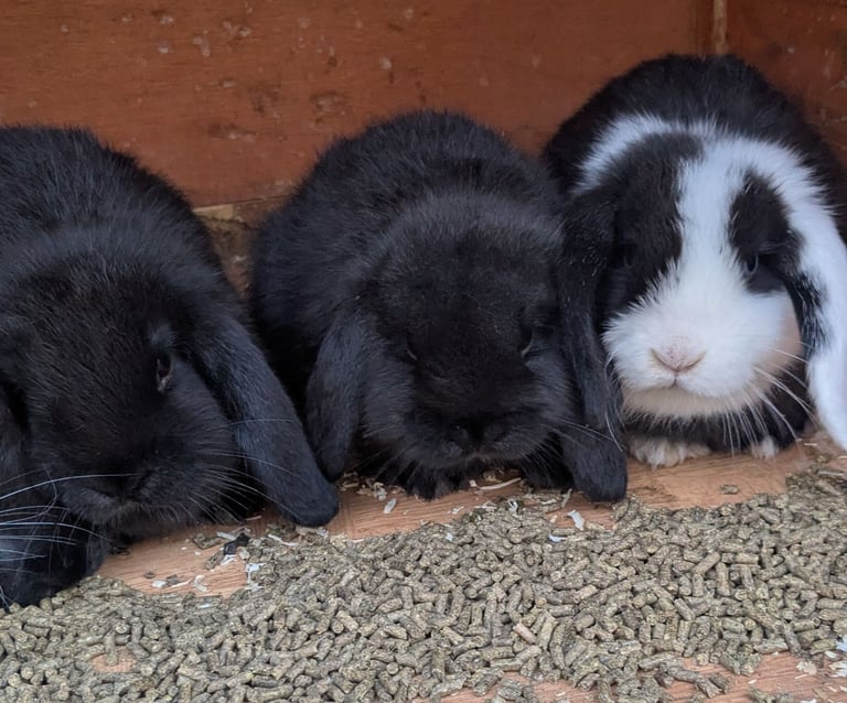 Mini lop babies ready now. 